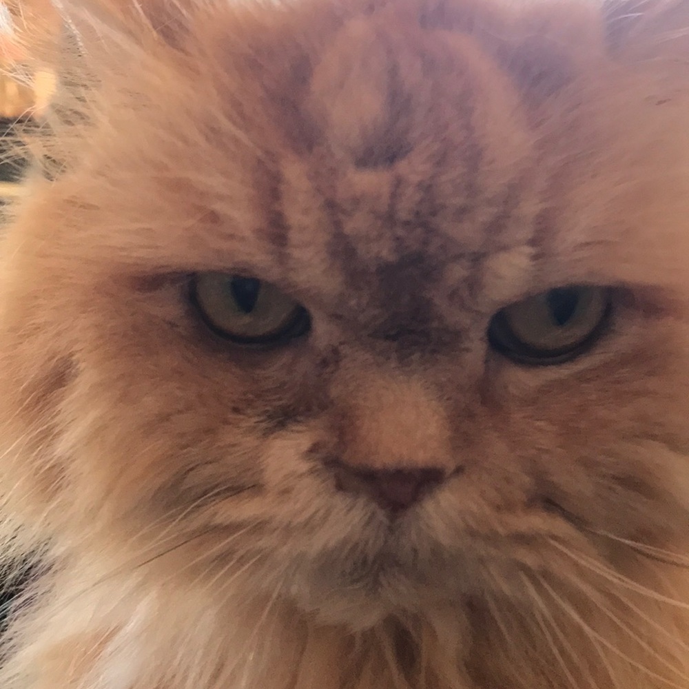 Meet your Posher, Kali